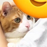 妹のことが好きすぎる猫→お姉ちゃんが『名前を呼ぶ』と…つい笑ってしまう『リアクション』が25万再生「既読スルーで草」「かわいすぎる」
