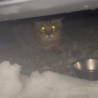 『大雪の日』助けを求めるように現れた『大きな野良猫』→家の中に入れてあげると…1か月後の『泣ける光景』が26万再生「頑張ったね」「感動」