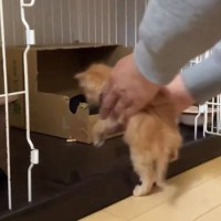 『子猫たち』をケージの中に入れようとした結果…思わず笑ってしまう展開に「自由すぎるｗ」「コントしているみたいｗ」「ほっこりした」の声