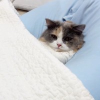 『クッションでくつろいでいた子猫』にキルトケットをかけたら…15分後の『まさかの光景』が27万再生「可愛すぎるｗ」「幸せそう」と話題