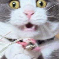 猫じゃらしに翻弄されていた猫→ようやく捕まえられると…とっても嬉しそうな『表情』に３万いいね「自分でも驚いてそうｗ」「かわええ」