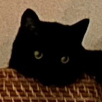 棚の上のカゴの中におさまっていた黒猫…予想外の『かわいいポーズ』に５万いいね「方向を教えてくれてる」「影まで可愛い」とSNSで反響