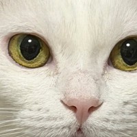 水を飲んでいた猫ちゃん→飼い主さんのほうを見上げると…愛おしすぎる『口元』に３万いいね「たまらん」「あざとかわええ」とSNSで反響