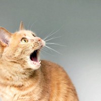猫は飼い主の『容姿が変化』したらどう感じるの？よく見られる反応や心理をご紹介