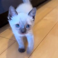 『瀕死の状態で運ばれて来た赤ちゃん猫』→１か月後…当時が嘘のような『現在の様子』に感動の声「大きくなったね」「元気になって良かった」