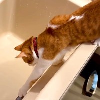 『お風呂のお湯』に興味津々なネコ→浴槽のフチからジャンプしたら、次の瞬間…『予想外のハプニング』に爆笑「斜め上(物理)な落ち方ｗ」