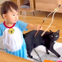 ３匹の猫にスルーされる赤ちゃん→『羽根つき猫じゃらし』を手にした結果…『素敵な展開』に反響「ネコ使いになれるよ」「猫社会になじんでる」