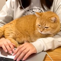 テーブルで作業中、腕の中にやってきたネコ→枕にしてみた結果…あまりにも尊い『最高の時間』が話題「至福のひととき」「癒し効果抜群の枕」