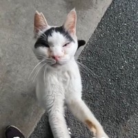 必死にしがみついてきた『ガリガリぼろぼろの野良猫』…蹴られてもなお『人間を信じ続ける姿』が60万再生「涙が出る」「幸せになってね」