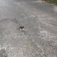 トラックも多く走る『車道の真ん中にいた子猫』→近づいてみると…まさかの展開が19万再生「運命だったね」「出会えてよかった」と感動の声