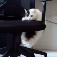 『椅子が動いている』と思ったら、ネコが…飼い主爆笑の『まさかの光景』が166万再生「足の動きがかわいいｗ」「社交ダンス？ｗ」
