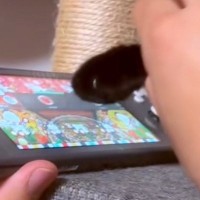 黒猫の手を借りて『太鼓の達人』をプレイしてみた結果…シュールすぎて笑える光景が35万再生「表情が可愛すぎるｗ」「ガチで借りてる」