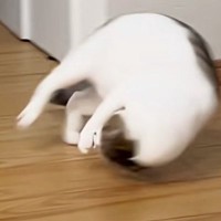 何かに狙いを定めた猫→勢いよく走り出すと、『次の瞬間』…まさかの『動き』が170万再生「まるでスタントマン」「回転レシーブみたいｗ」