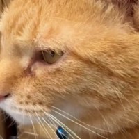 保護猫に『脱走したらダメだよ』と注意した結果…想像以上に『適当すぎる返事』が54万再生「とりあえず言っとこ」「何回も見たｗ」と話題