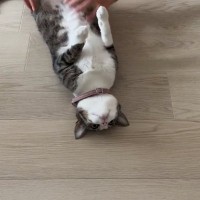 床に寝転がっていた猫の『姿勢』を正してみたら…想像を超えてくる『爆笑の展開』が74万再生「廊下に立たされている感ｗ」「コーヒー吹いたｗ」