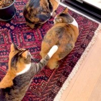 窓の外を見ている２匹の三毛猫→背後からもう１匹近づいてきて…『まるでコントのような光景』に爆笑「小学生みたい」「満点のリアクション」