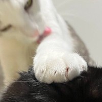 そっとお姉ちゃん猫の頭に手をのせた弟猫→お姉ちゃん猫の『表情』を見ると…「電車の中で吹いたｗ」「可愛すぎて笑った」と爆笑する人が続出