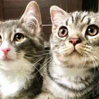 生後３か月ごろに出会った『２匹の猫』→仲良しになって『８年』が経つと……尊すぎるビフォーアフターに反響「すごい」「仲良しでいいな」