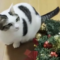 クリスマスツリーが一晩で再起不能に→カメラを確認すると…『猫一家による犯行の瞬間』に爆笑の声「お母さんの絶望感がｗ」「ボコボコ」