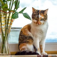 猫が起こしやすい『ハプニング』3選　思わず笑える行動から安全対策の方法まで