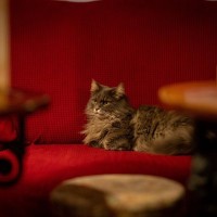 飼い主夫婦とともに120軒の酒場を訪れ、人気者になった猫　ときには「入店禁止命令」を受けたことも…　英国