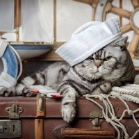 米国に初めてやってきた「飼い猫」は、16世紀の探検船に乗っていた親子だった？