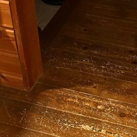 トイレに行こうとしたら、２匹の猫が…まるで『守り神』のような光景に４万いいね「ナデナデするのだ」「同時に倒さないといけないボス」