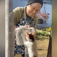 おばあちゃんが外から『窓拭き』をはじめると、『子猫』が反応して…ほのぼのとしたやり取りに癒される人続出「ほっこり」「ふたりとも可愛い」