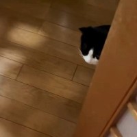 ネコが修学旅行から帰ってきた男の子と『再会』した結果…思わず感動の『素敵な光景』に「寂しかったね」「優しさに泣ける」とSNSで反響