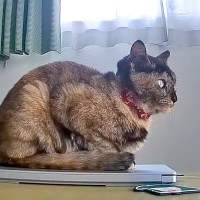 お留守番中のネコ２匹→ペットカメラで様子を確認したら…突然見せた『驚きの光景』に反響「お行儀よくしてるのが可愛い」「笑ったｗ」