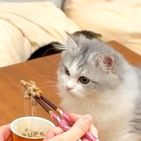 初めて納豆を目にした子ネコ→匂いにびっくりしたかと思いきや…予想外な『まさかの展開』が話題「納豆の味を覚えたね」「適応能力すごい」