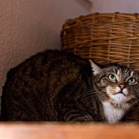 猫が飼い主に『嫌な気持ち』を伝えているサイン5選　気付いてあげたい仕草や行動とは