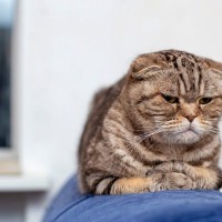 猫の近くで『電子タバコ』を吸ってはいけない理由3つ　愛猫に与えかねない悪影響とは？