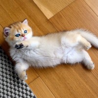 猫が床の上で『クネクネ』動いているときの理由4つ　気付いてあげたい気持ちとは