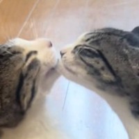 お互いを毛づくろいしていた『仲良しの兄弟子猫』→1年後…泣けるほど尊い『現在の光景』が34万再生「自然と涙が出た」「愛がすごい」