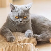 猫が『唸っている』ときの心理6選　考えられる原因や適切な接し方も解説