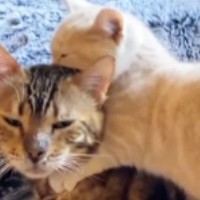 優しいおじいちゃん猫に『育てられた子猫』→大きくなると……心温まる『現在の様子』が54万再生「愛おしくて泣ける」「ほっこりした」