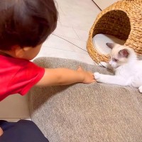 赤ちゃんと保護子猫が一緒に遊んだ結果→まるで本当の兄弟のようで…愛おしすぎる『ふれあいの光景』に反響「可愛いが止まらない」「微笑ましい」