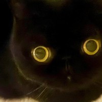 『11万いいね』まん丸おめめが可愛らしい黒猫ちゃん→『しっぽ』を見ると……「武器みたい」「絵のようなかわいさ」とSNSで反響