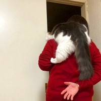 母から『抱っこできないよ』と言われた猫→諦めきれず…あまりにも『必死すぎる光景』が47万表示「何もかもがかわいい」「柏餅みたいだな」