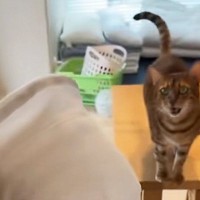 赤ちゃんを連れて『退院してきたママ』に…愛猫が見せた『まさかのリアクション』が187万再生「分かりやすすぎて笑った」「未知との遭遇」
