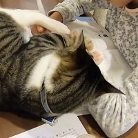 床暖房から離れない猫→女の子が『宿題』を始めると……可愛すぎるやり取りの様子が６万再生「ケリケリ攻撃ｗ」「たまらない」と反響