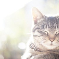 猫にとって欠かせない『モーニングルーティン』5つ　習慣付いた行動の理由までご紹介