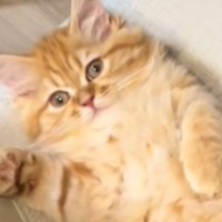 ご飯を食べようとしたら、『椅子の上で猫』がくつろいでいて…たまらない光景が16万再生「分かっててやってるよね」「絶対どかせない自信ある」