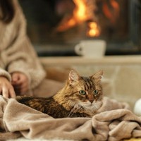 猫がつい『吸いたくなる』もの5選　考えられる心理や適切な対処法も解説