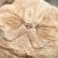 目のお手入れ中に眠ってしまった子猫→『想定外のポーズ』をとり始めて……「めっちゃかわいいｗ」「シェーっぽいね」とSNSで話題に