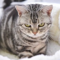 猫が『頼りにならない』と感じる人の特徴3つ　愛猫を失望させる理由や頼られるためのコツ