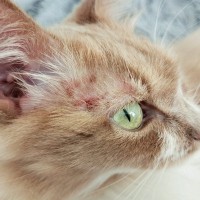 猫にとって危険な『アレルギー』4選　命に関わる可能性も…症状や対処法まで解説