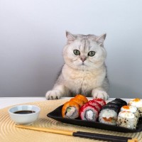 猫に食べさせてはいけない『冬の食べ物』5選　誤飲時に表れる症状から対処法まで解説