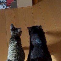 足並みをそろえて歩く『2匹の猫』→向かっていた先は……笑みがこぼれる『可愛い瞬間』に１万いいねの反響「仲がいいんだね」「たまらん」